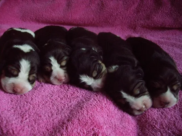 typvolle und hübsche Beaglewelpen