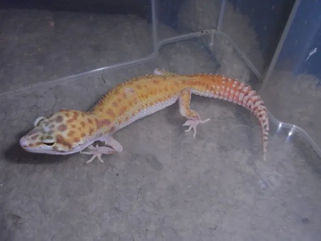 Leopardgeckos bei Hamburg
