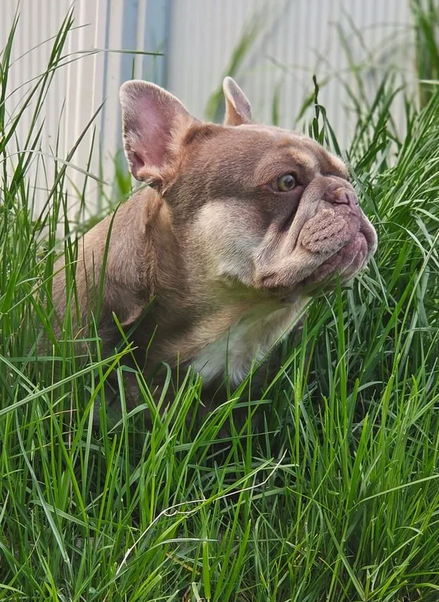 Schöne typvolle französische Bulldogge
