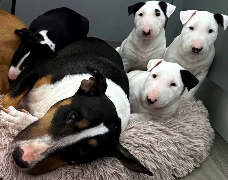 Mini Bullterrier Welpen aus Familienzucht – Bild 1