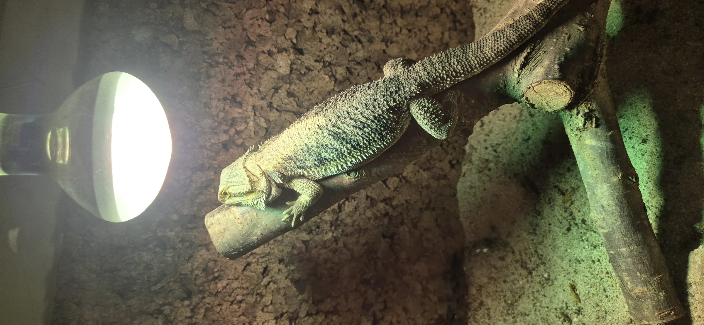 Bartagame
