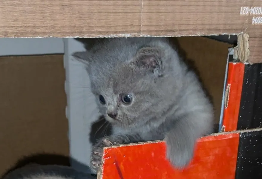 Wir bieten liebevolle, gut erzogene, reinrassige Britisch-Kurzhaar-Kitten  zu erschwinglichen Preisen …