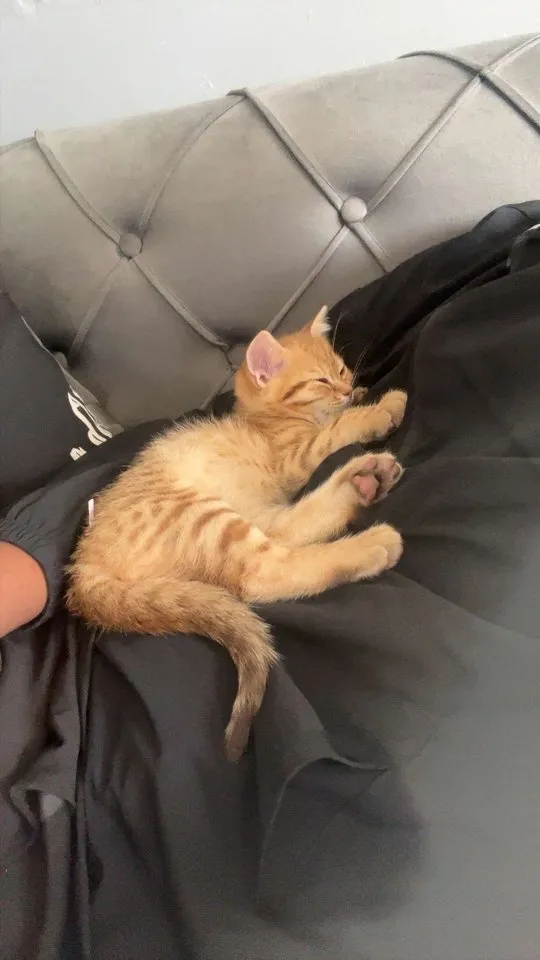 Katzenbabys (Kitten)