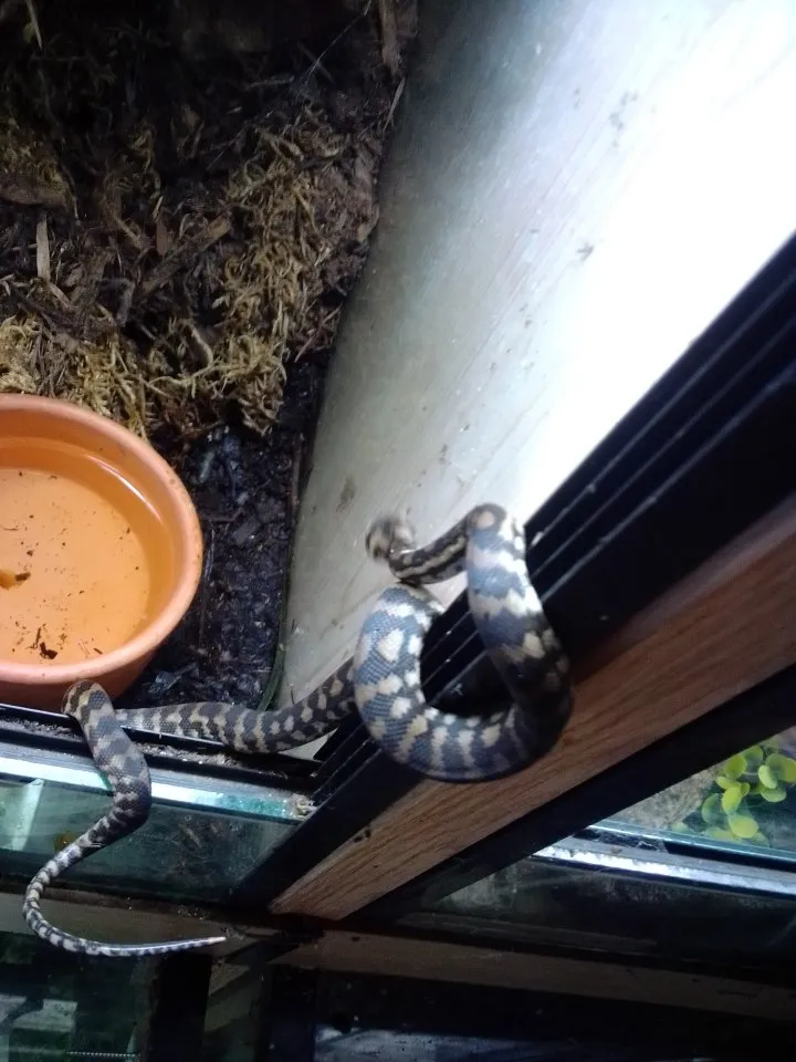 Teppichpython/Morelia spilota variegata
