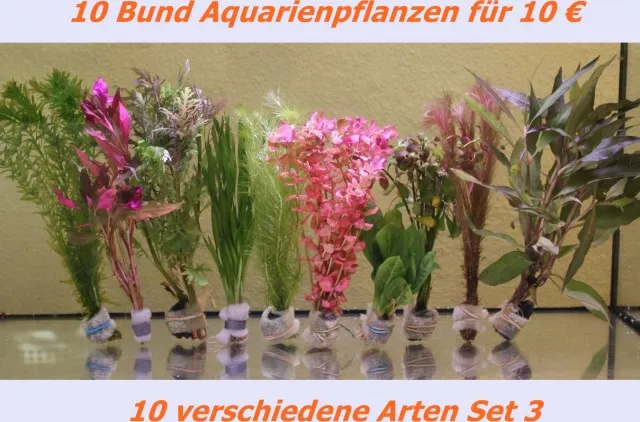 10 Bund Aquariumpflanzen/ Wasserpflanzen 10 Euro! Set 3