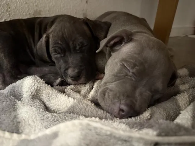 Pit. Amstaff Mischlinge