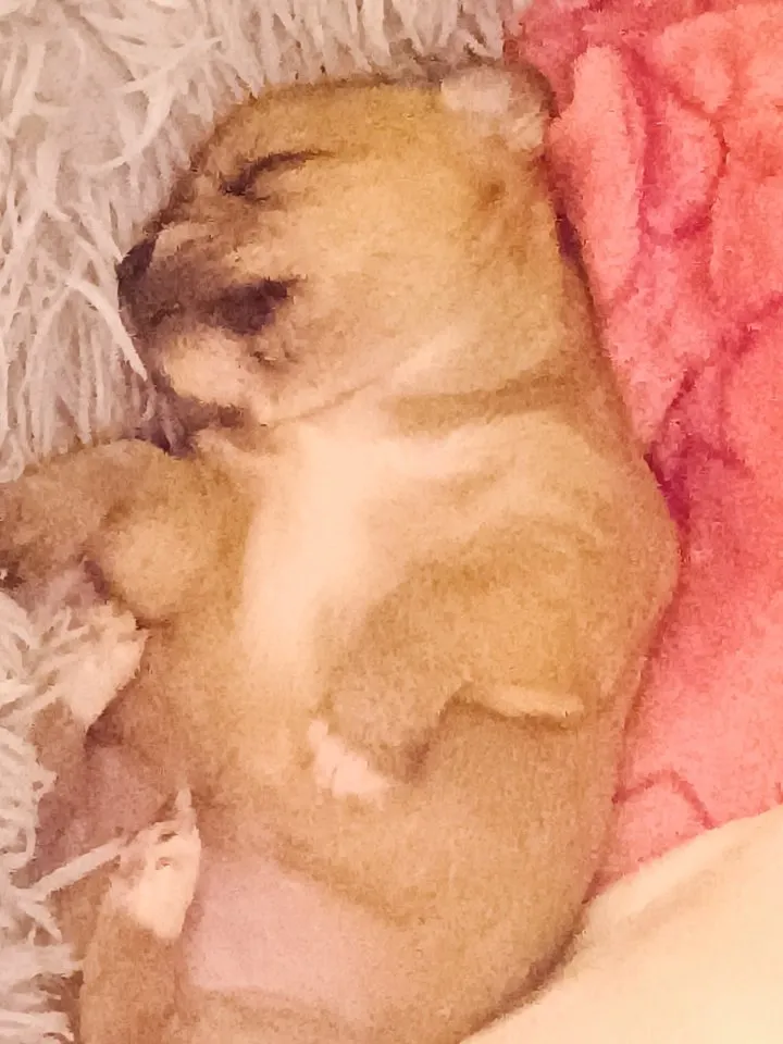 Malteser Mischling Welpen – Bild 1