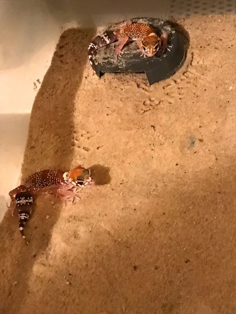 Australischer Dickschwanzgecko/Bellende Geckos/ Underwoodisaurus millii abzugeben, NZ 2023, besonders schön gefärbt. Traumhaft schöne Geckos.