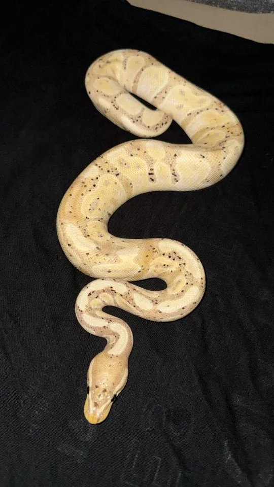 Biete hier eine Königspyton Banana het.Pied 1.0 an
