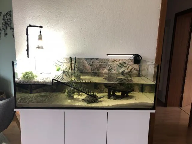 Schildkröten Aquarium komplettset +2 Schildkröten – Bild 1