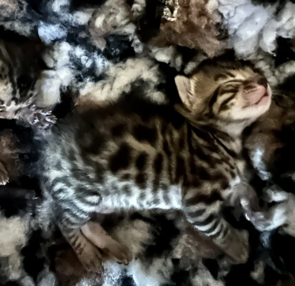 Bengalen aus liebevoller Zucht mit TICA-Stammbaum melanistic und brown spotted – Bild 1
