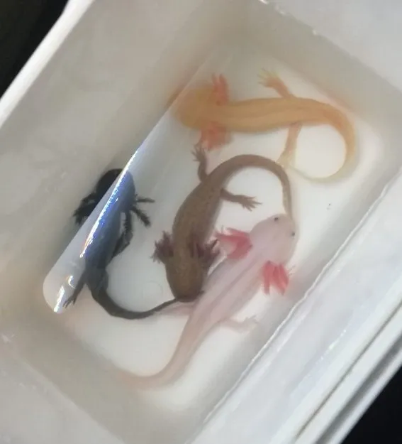 4 Axolotl + Aquarium
