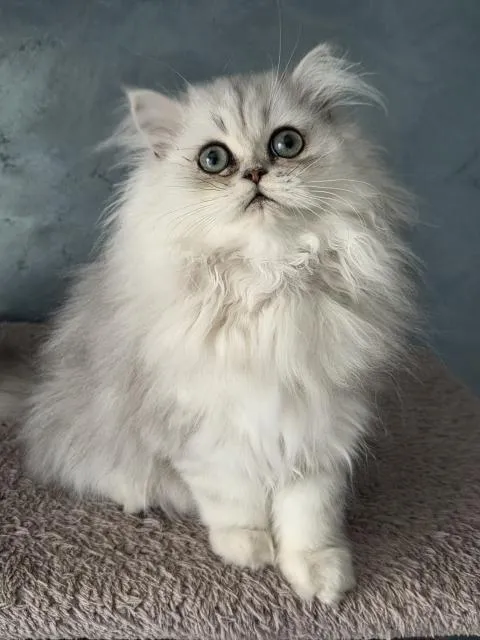 Reinrassige Perserbabys, Perserkitten  Silver shaded