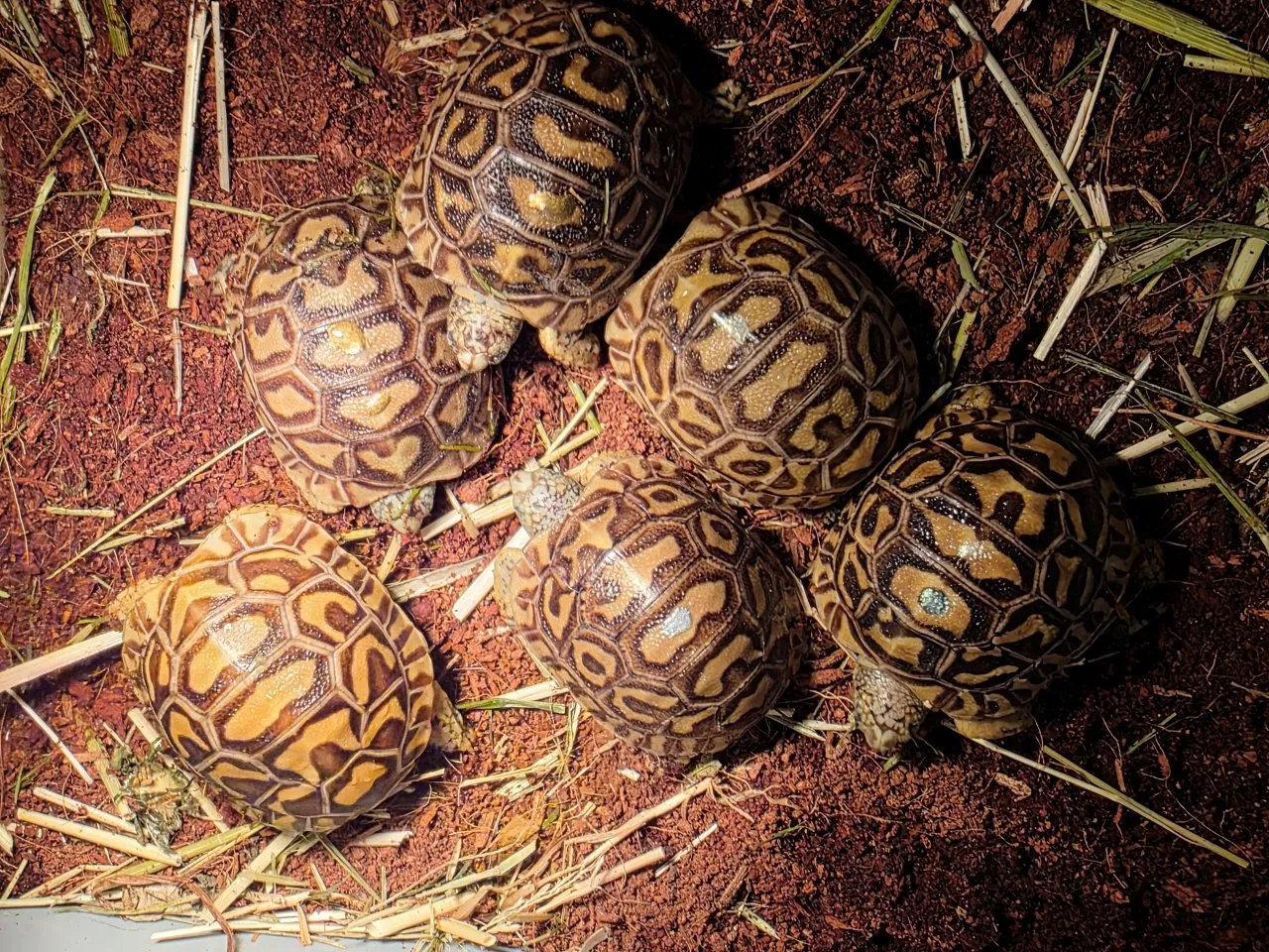 afrikanische Pantherschildkröten (Stigmochelys pardalis)