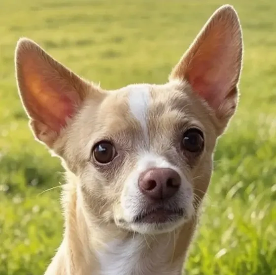 BURRITO - männlich  5 Jahre und 10 Monate  32 cm  6 kg  Chihuahua  Gechipt  Kast