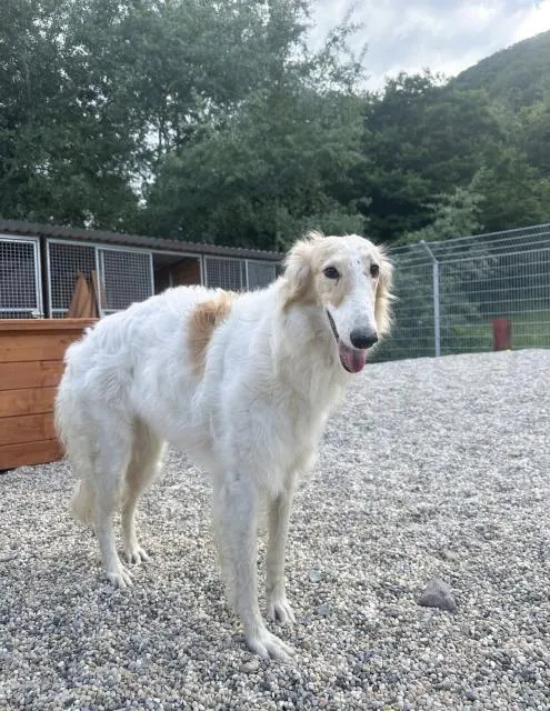 Anastasia – Sanfte Barsoi-Hündin sucht geduldiges Zuhause