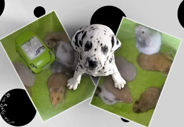 7 Teddy Hamster 🐹 suchen neues zuhause.