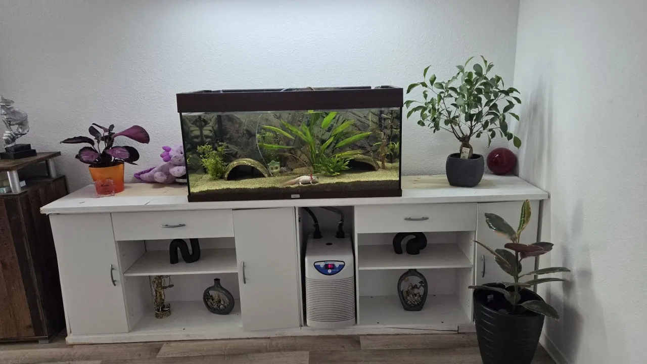2 Harlekin Axolotl komplett mit Aquarium und Zubehör