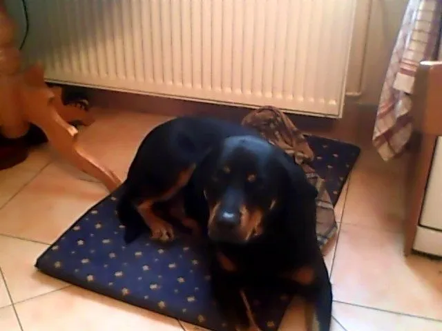 Rottweiler-Labrador Rüde zu verschenken