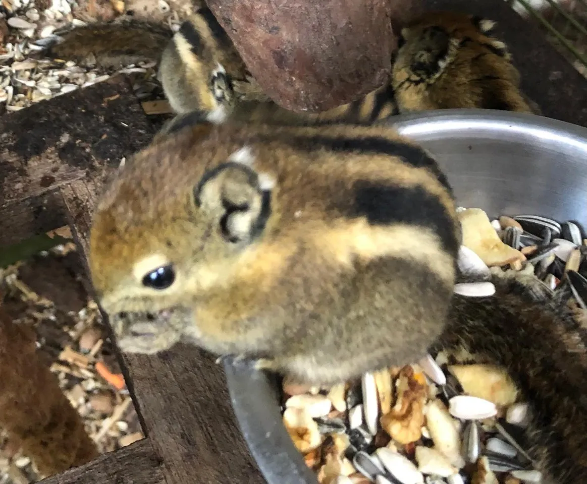 Junge Baum Streifeneichhörnchen