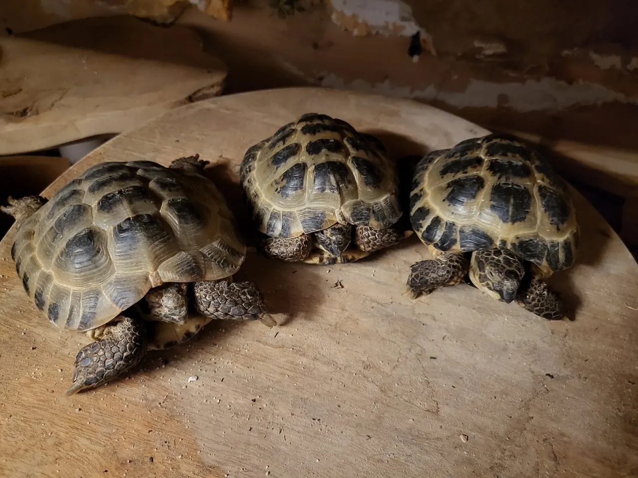 3x Vierzehenlandschildkröte Testudo horsfieldii geb 08/2015 – Bild 1