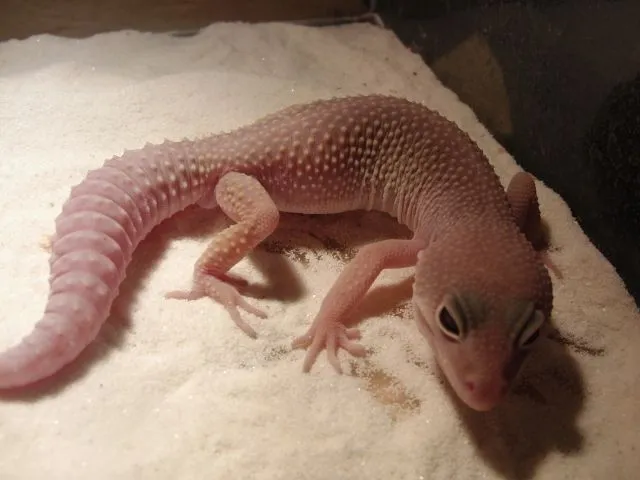 LEOPARDGECKOS 1.2