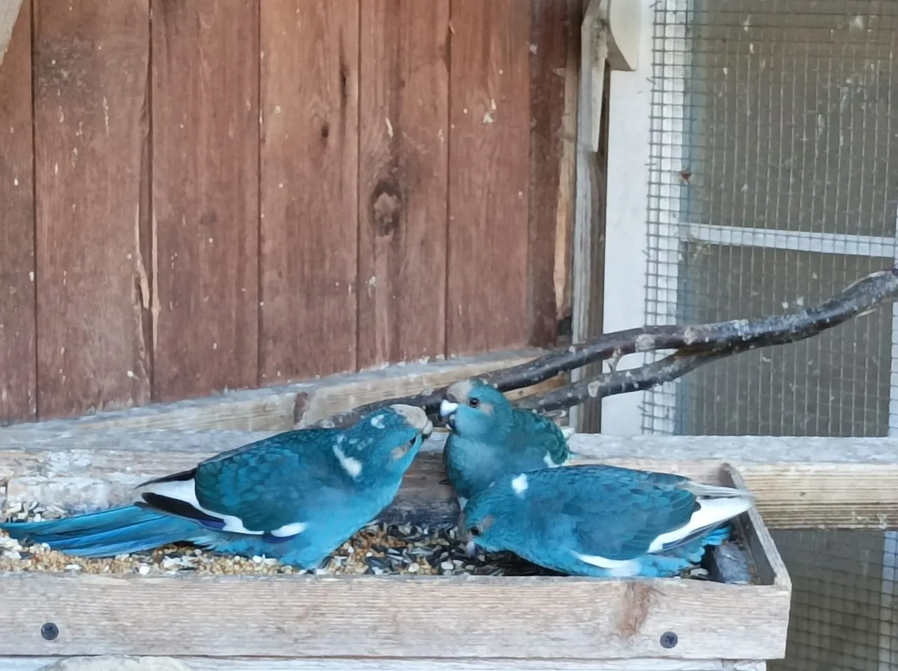 Ziegensittiche aus eigener Zucht – Bild 1