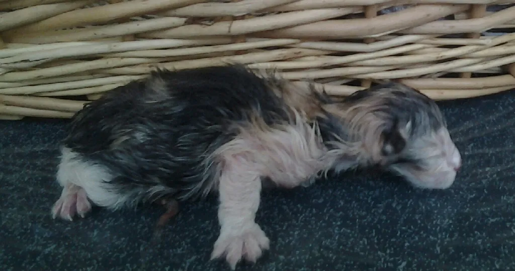 Dangerfjords Norwegischewaldkatzen in N R W Essen  haben süsse, Typfolle Kitten,