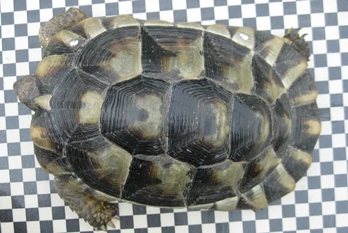 weibliche Breitrandschildkröte mit 1 kg