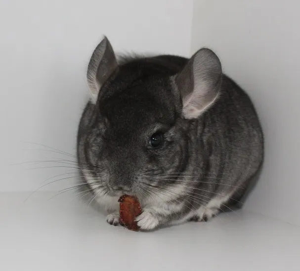 Chinchillas - viele Jungtiere zur Auswahl