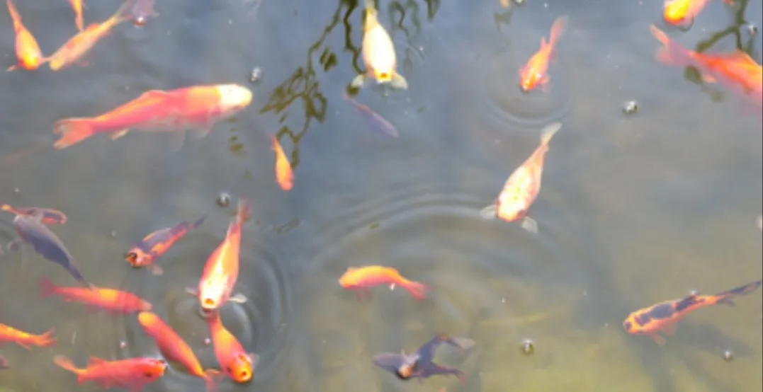 Goldfische