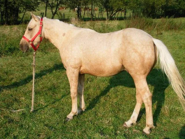qUARTER hORSE