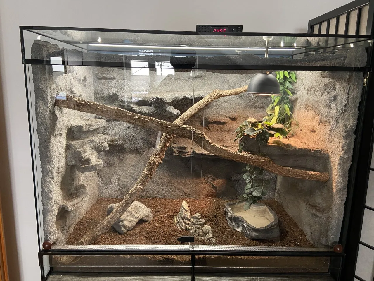 Glasterrarium mit Amurnatter und Kornnatter
