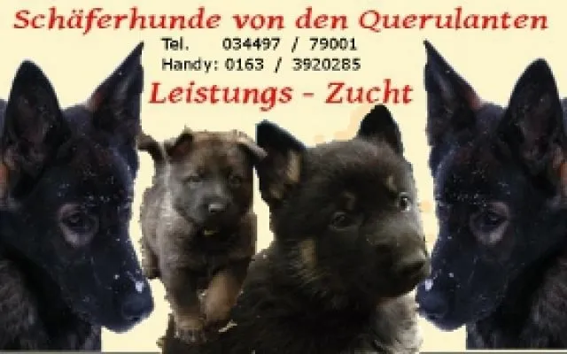 Schäferhundwelpen,gerade Rücken ,HD/ED-Freie Elterntiere SV-papiere,