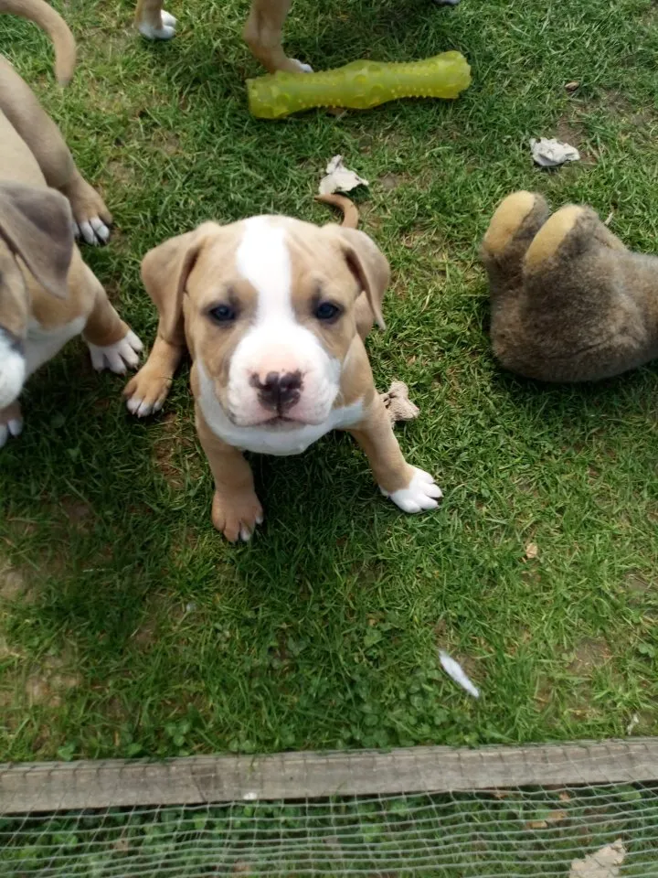 verschmuste Amstaff -Boxer Welpen suchen ihren Mensch! – Bild 1