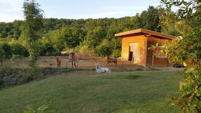 Ein Zuhause für und mit Pferden
