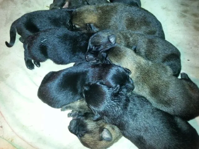 Deutscher Schäferhund/Malinoismix Welpen