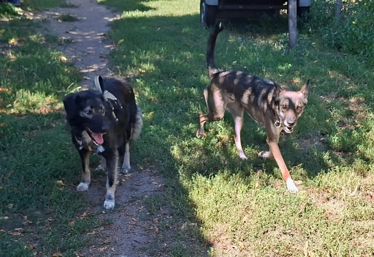 Mira - Junge Labrador-Mix-Hündin sucht einfühlsame Menschen zum Durchstarten