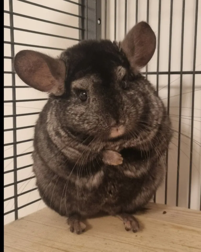 2 Chinchilla Männchen zu verkaufen – Bild 1