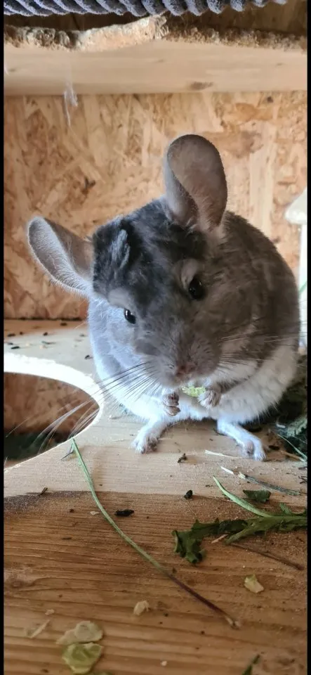 Chinchilla-Mädchen abzugeben