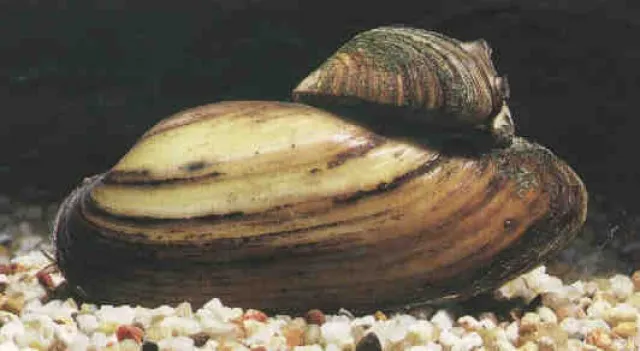 Teichmuscheln in großer Auswahl // Fa.Fördefisch