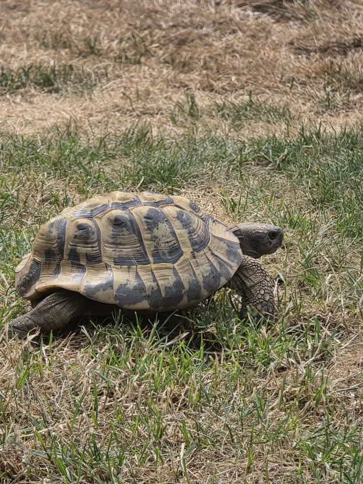 Schildkröte männlich Testudo Hermanni