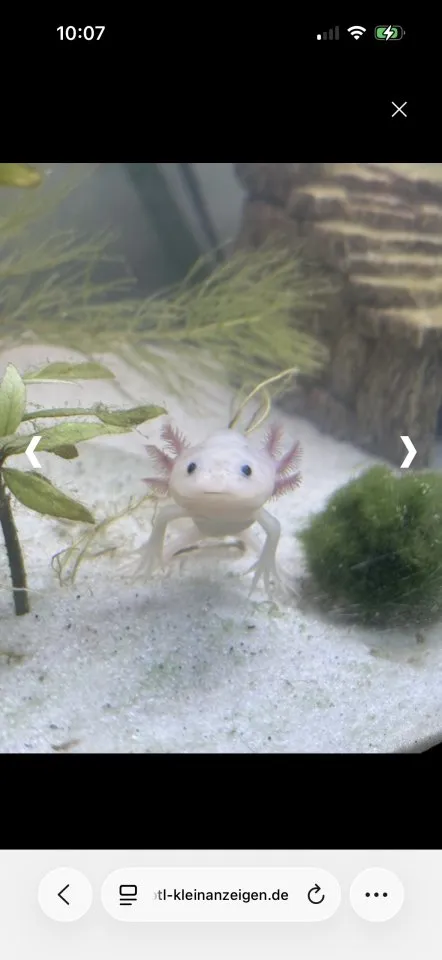 3 Junge Axolotl inkl. Aquarium