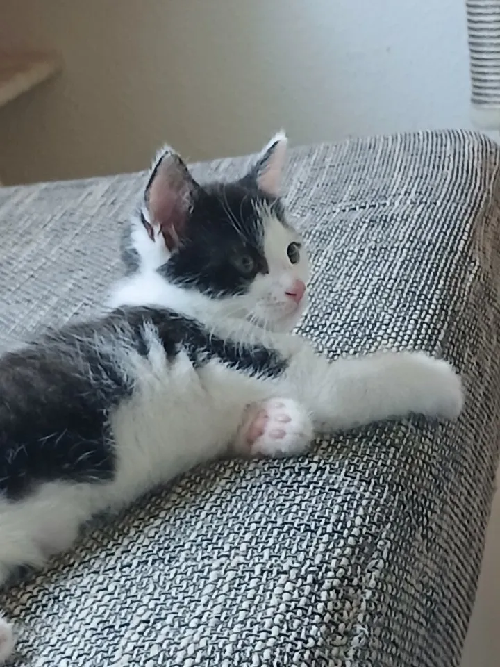 Katzen baby in guten händen abzugeben