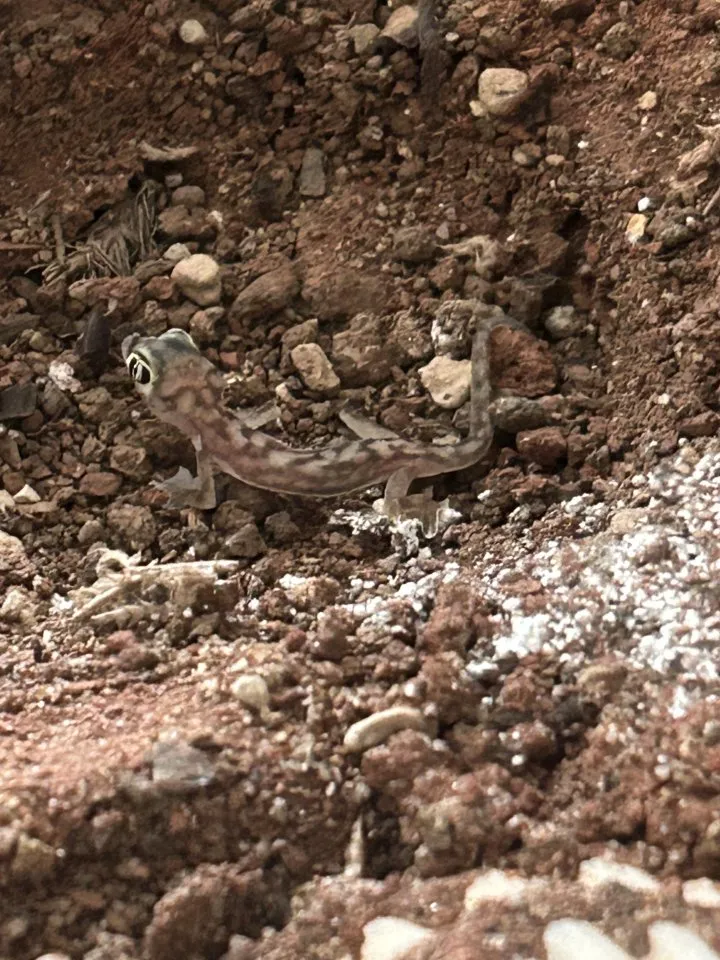 Namibgecko Pachydactylus Rangei