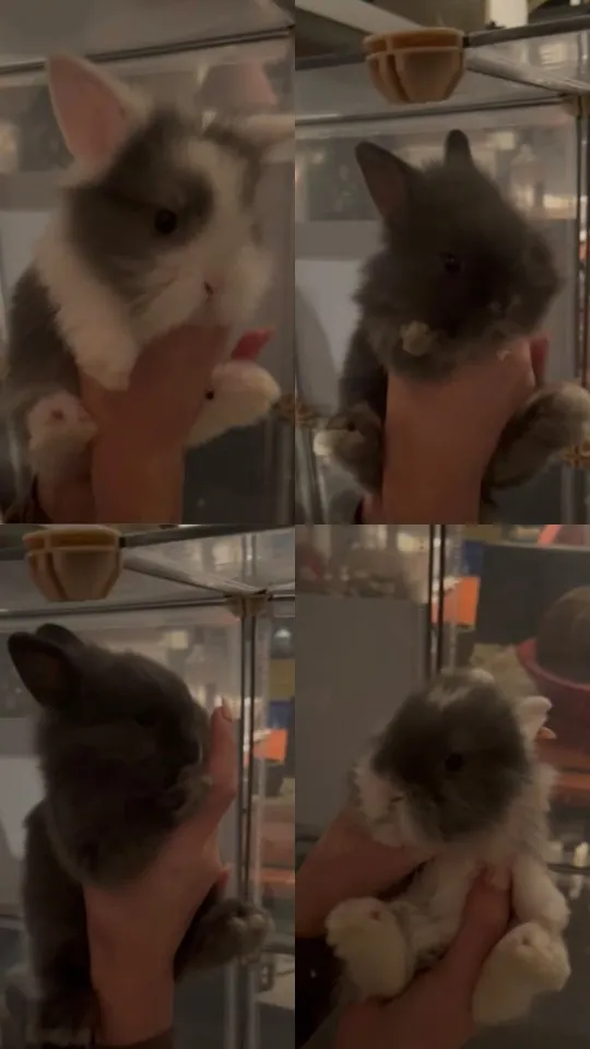 4 süße Zwergkaninchenbabys abzugeben