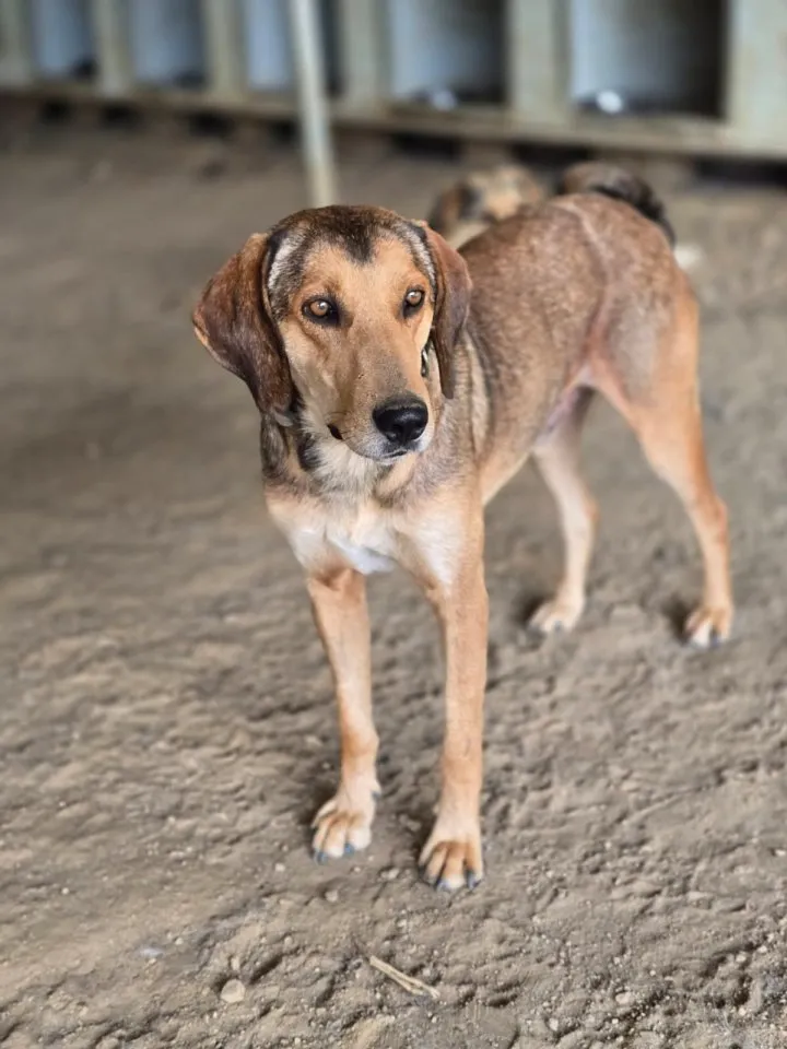 Carlson – bereit für gemeinsame Abenteuer 🐶