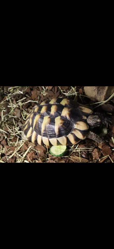 Bestandsauflösung: Reptilien inkl. Terrarium & Zubehör abzugeben
