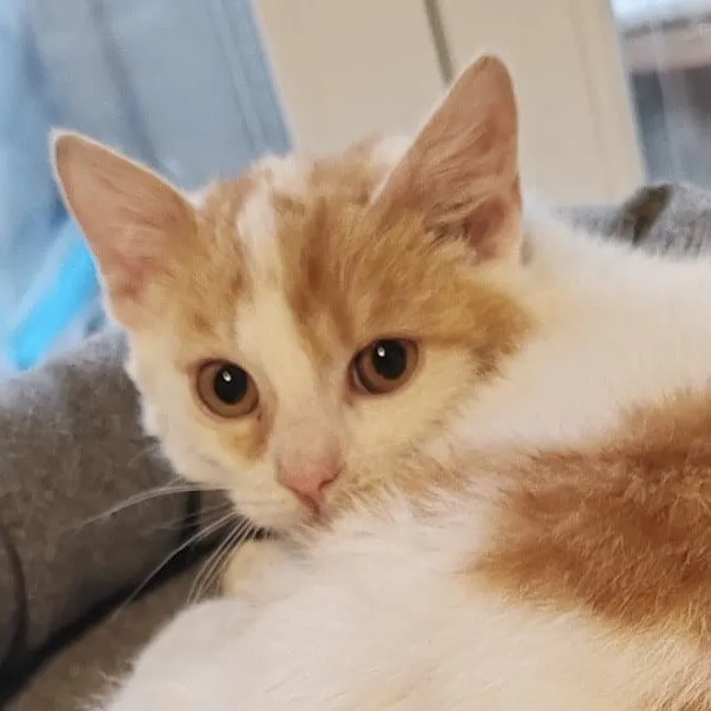 Fundkatze RISHI sucht ein Zuhsuse