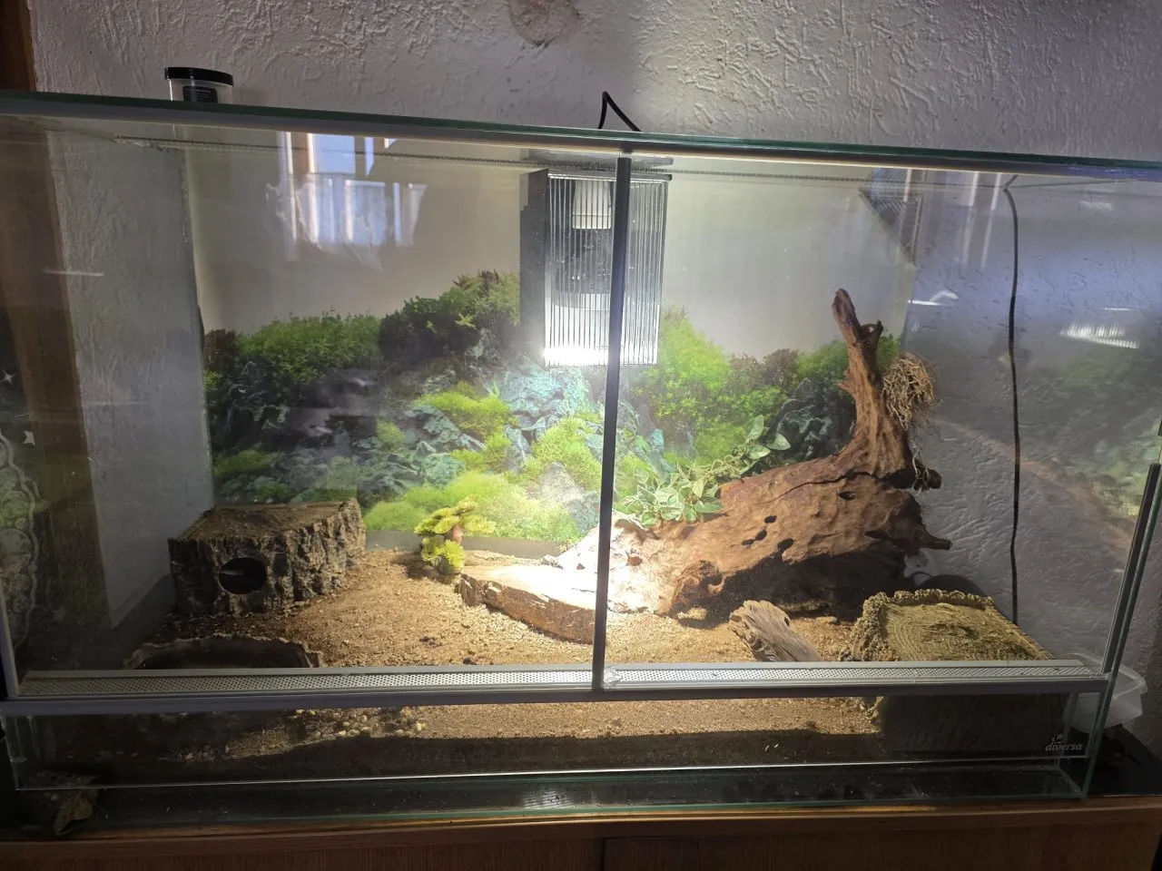 3 Fettschwanz Geckos mit Terraium